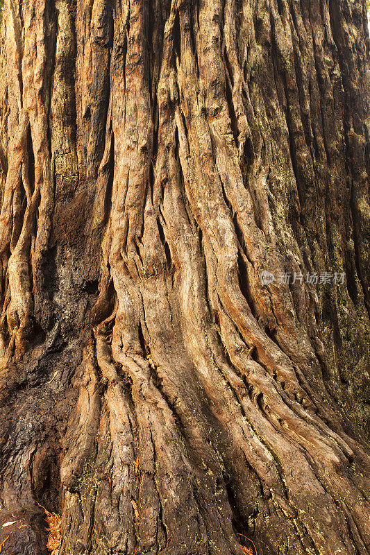 巨红杉(Sequoiadendron giganteum)树皮